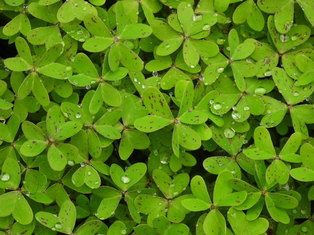 Four - leaf clover