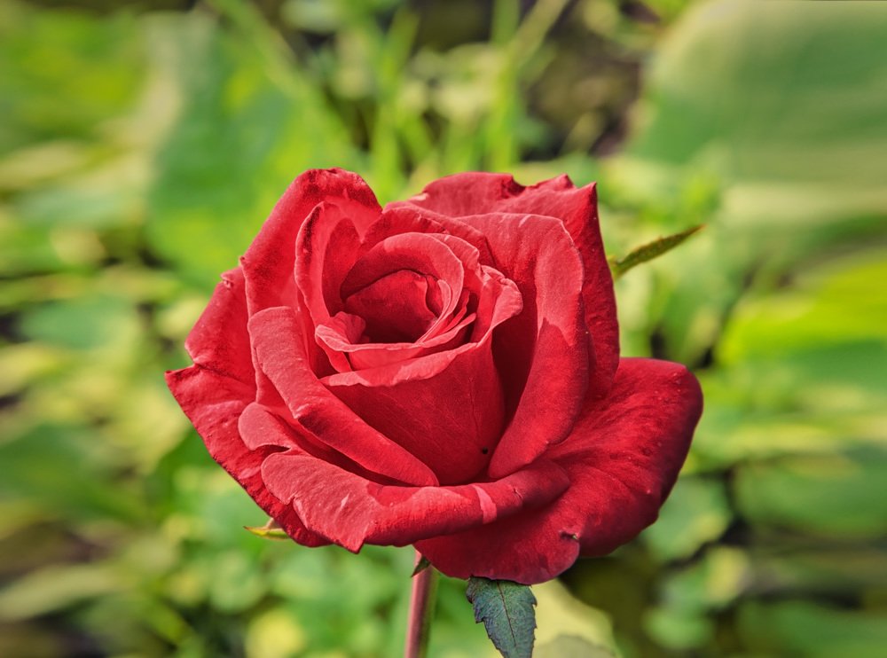 Photograph by Victor Pruhnitskiiy