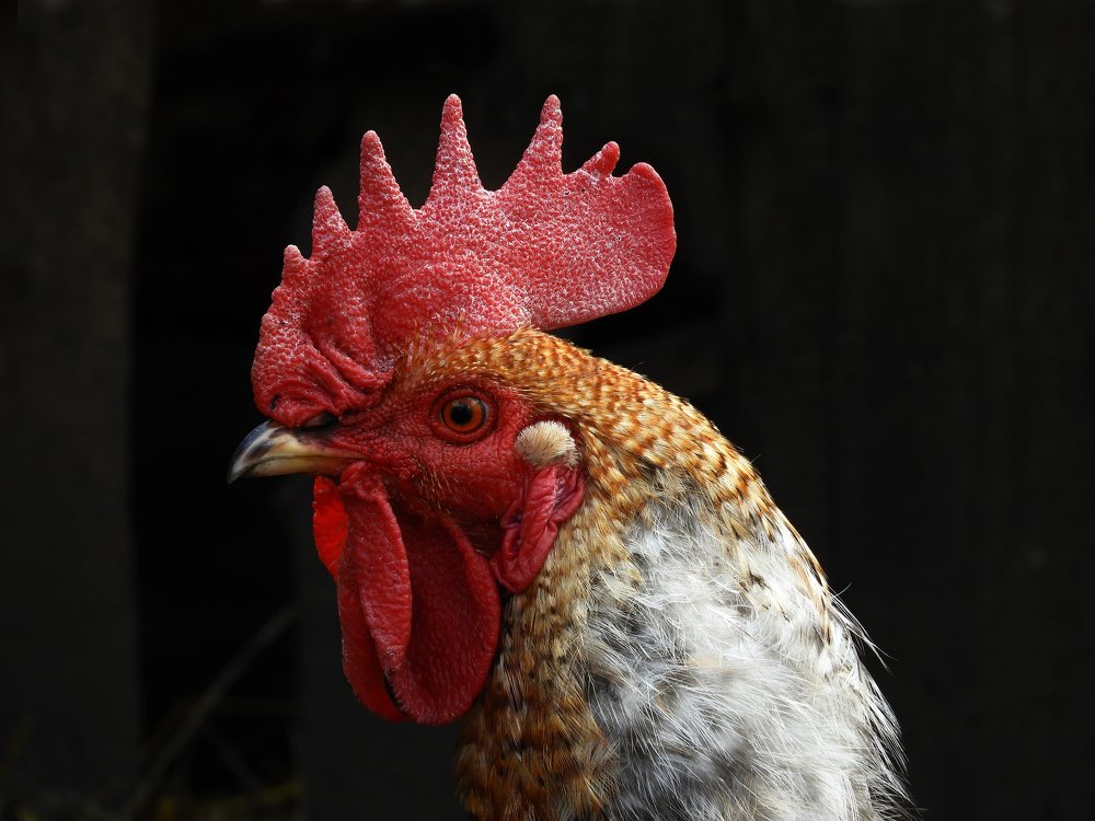 Первый парень на деревне