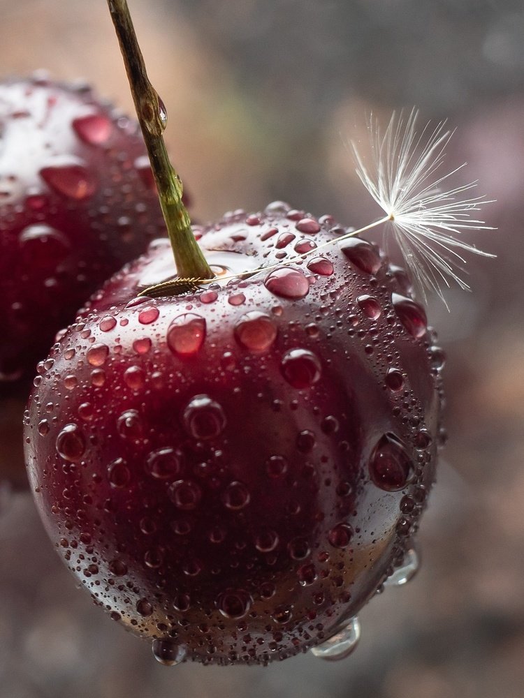 Черешня, капли, одуванчик