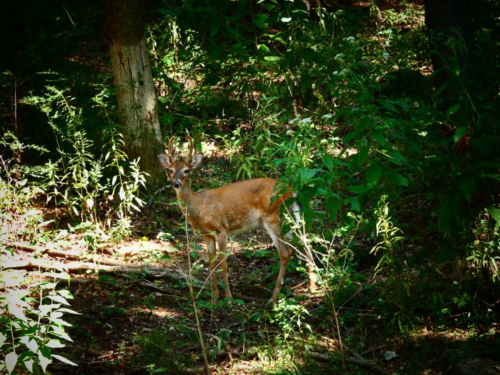 Молодой олень.