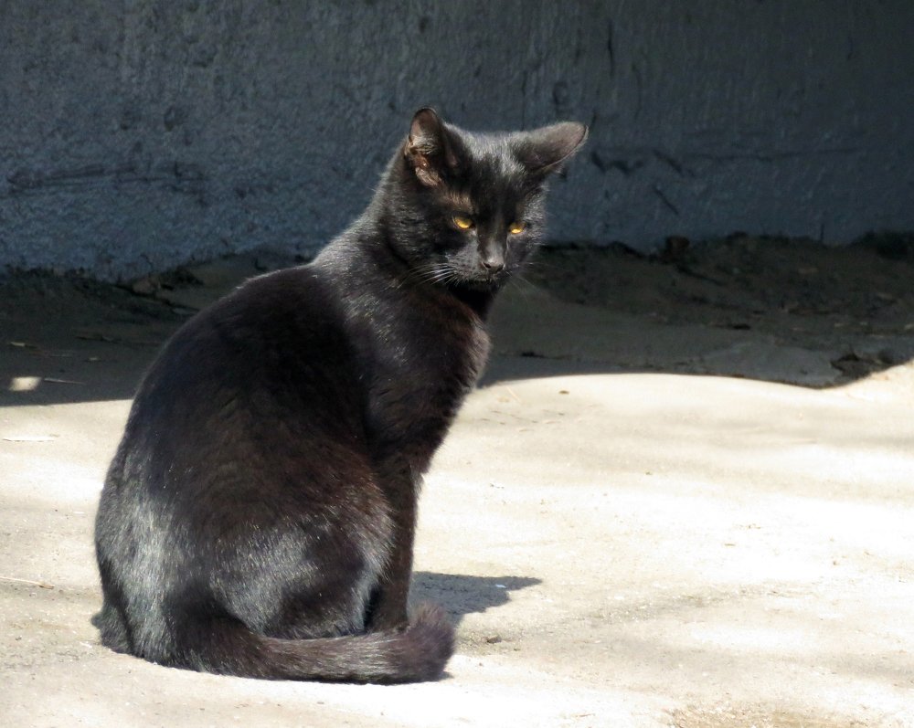 Случайная встреча...