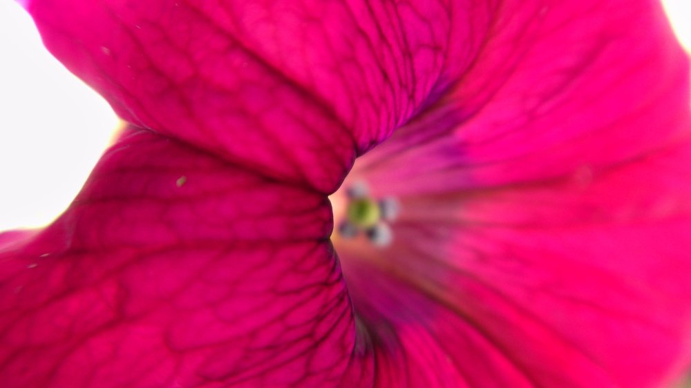 Фантастический цветок