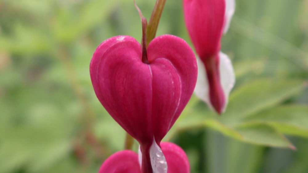 Разбитое сердце