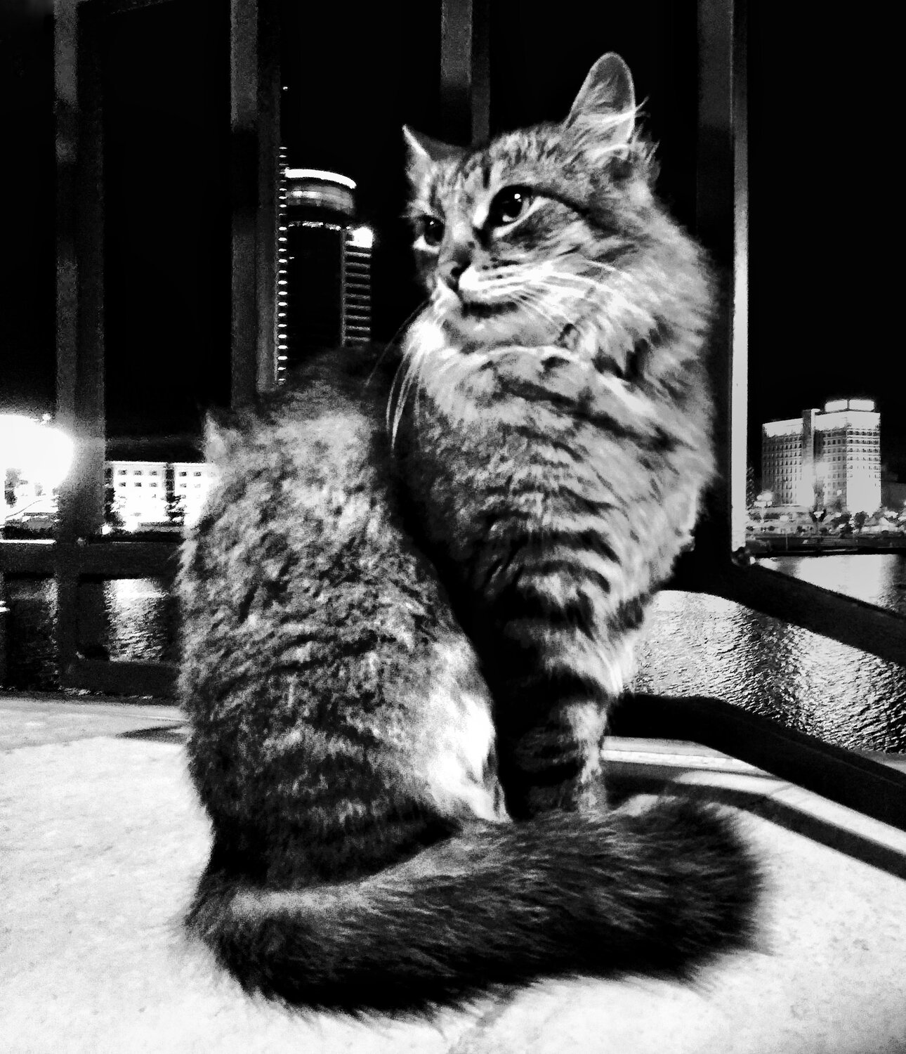 Photo #3600205