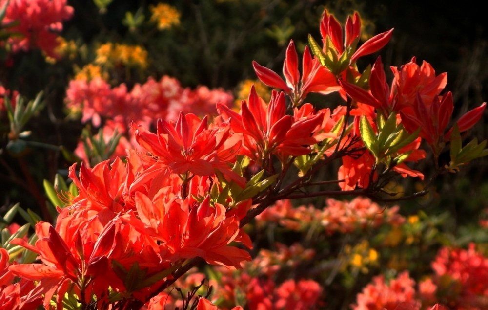 Рододендрон цветет