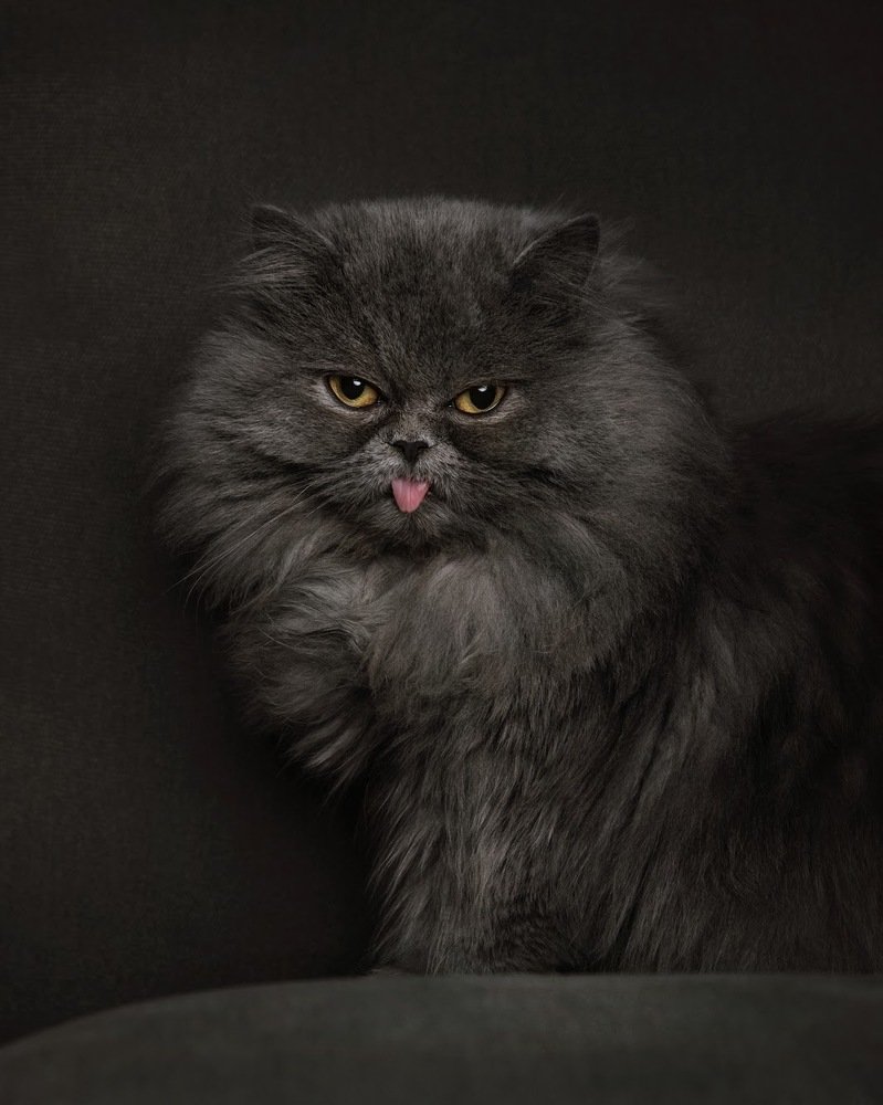 Фотография автора SHEMARA