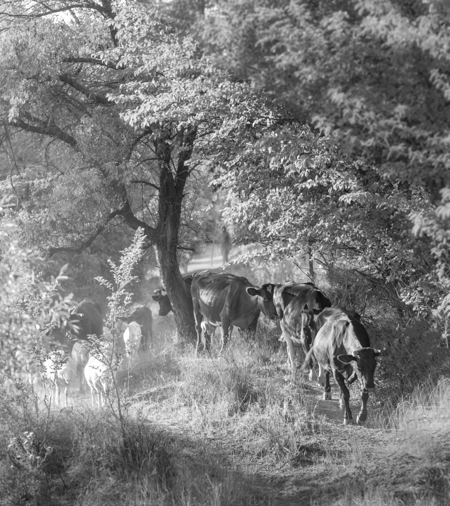 Photograph by Максим Митченко