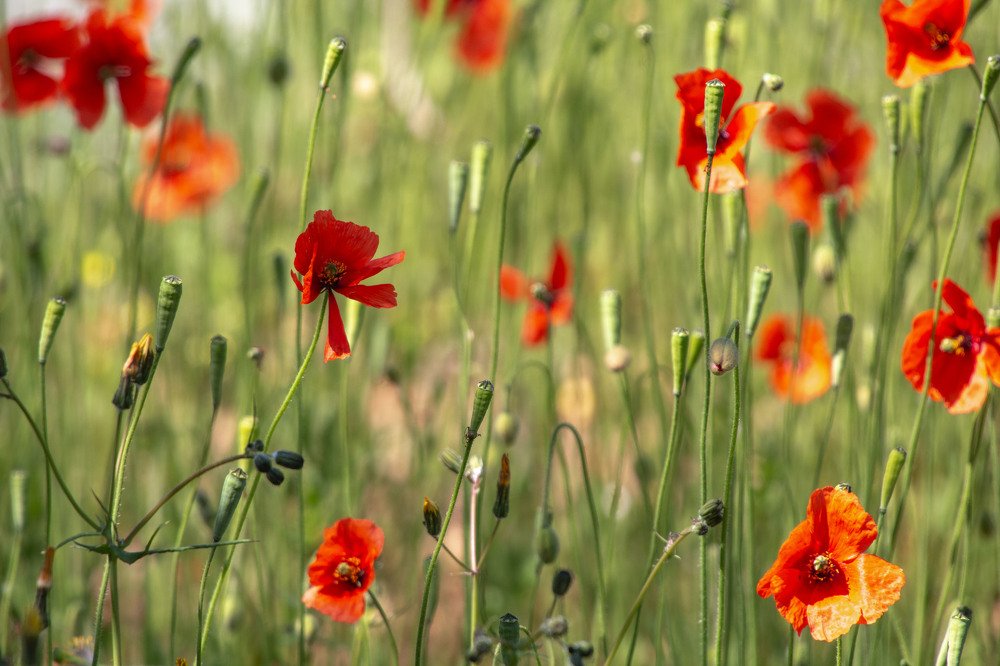 Photograph by Carmen Vich