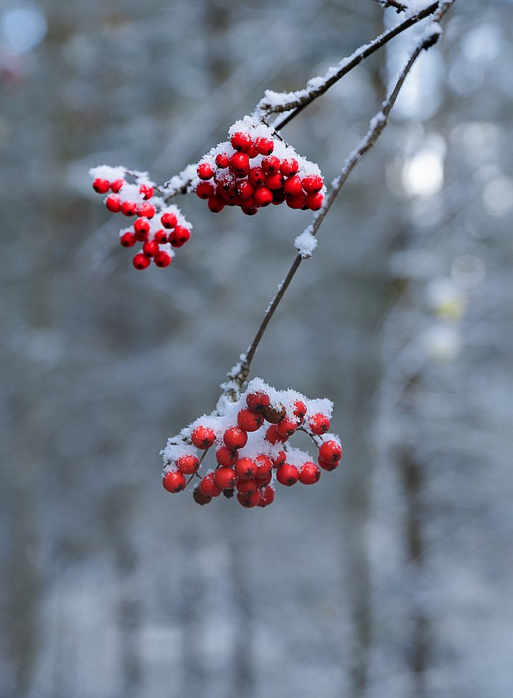Red rowan in the snow.