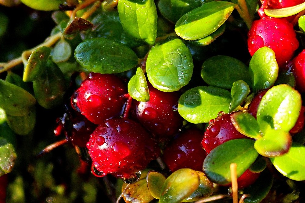 Photograph by Александр Велигура