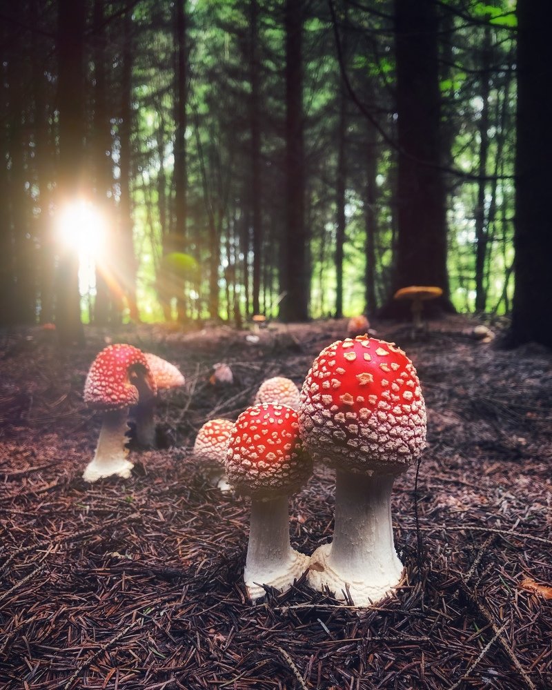 Photograph by Татьяна Лавренюк