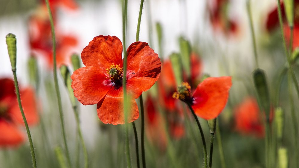 Photograph by Carmen Vich