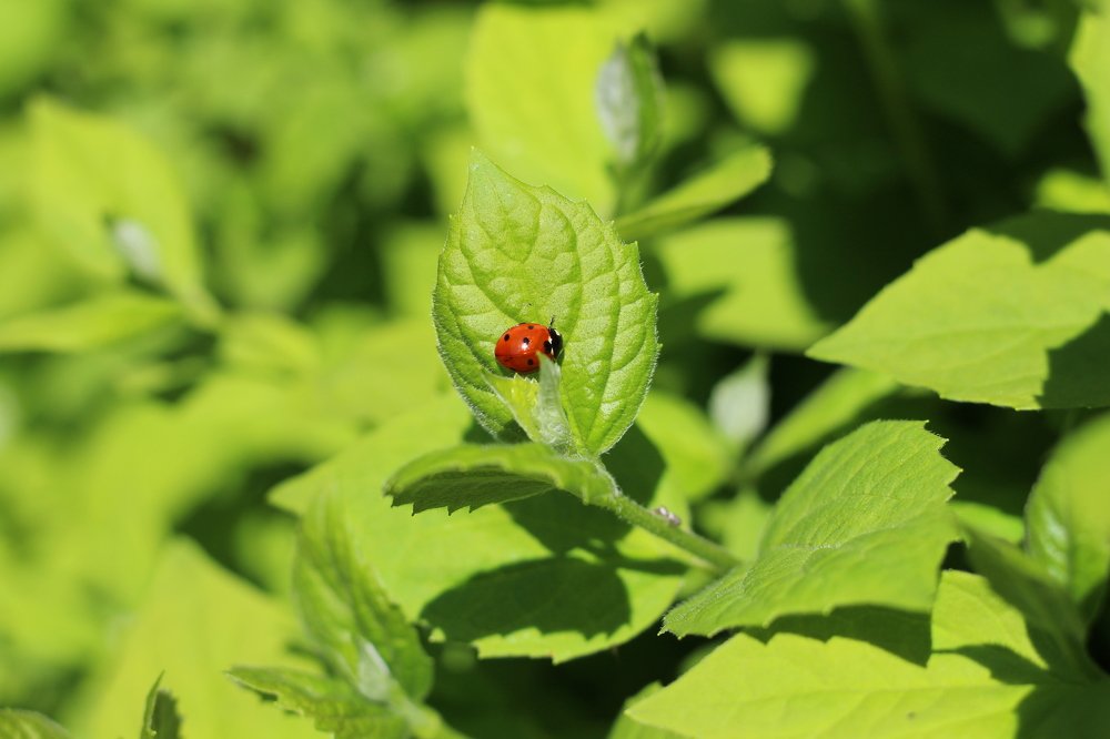 Photograph by Виктория Бурова