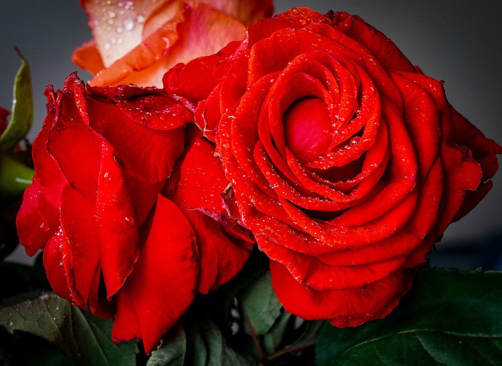 Photograph by Владимир Гречанинов