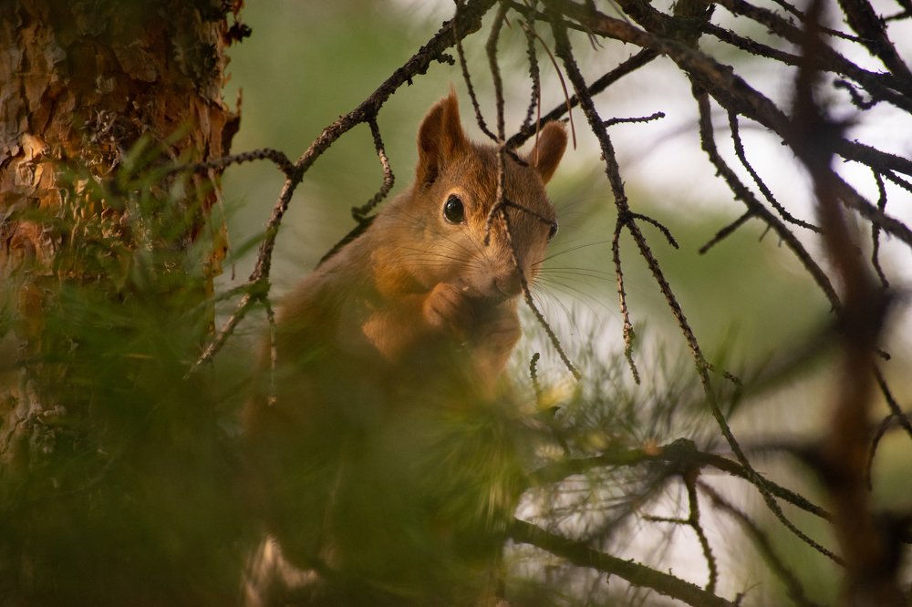 Photograph by Александр Староверов