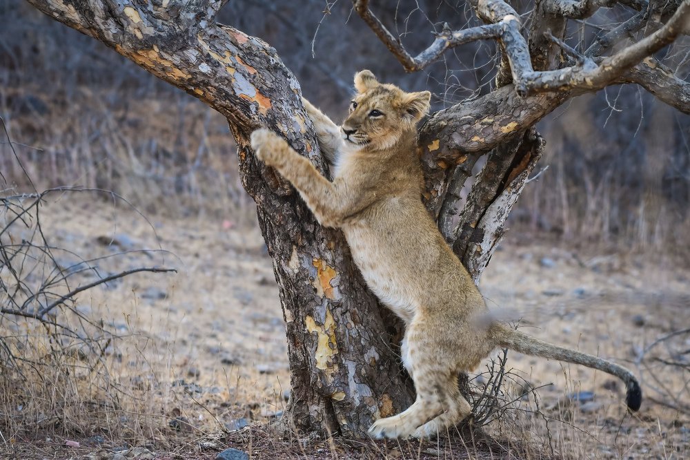 Photograph by Vimal Dubal