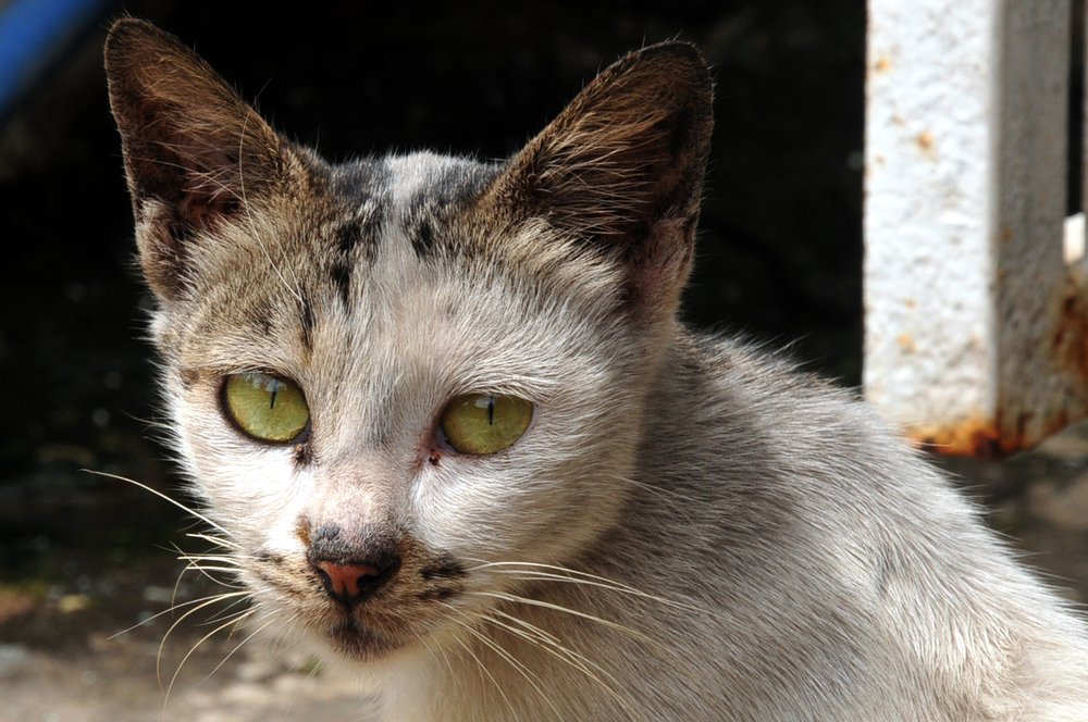 Photograph by MỸ THUẬN HUỲNH