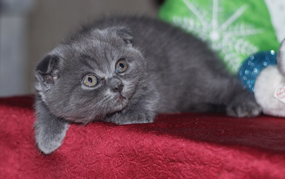 Photograph by Шканова Татьяна