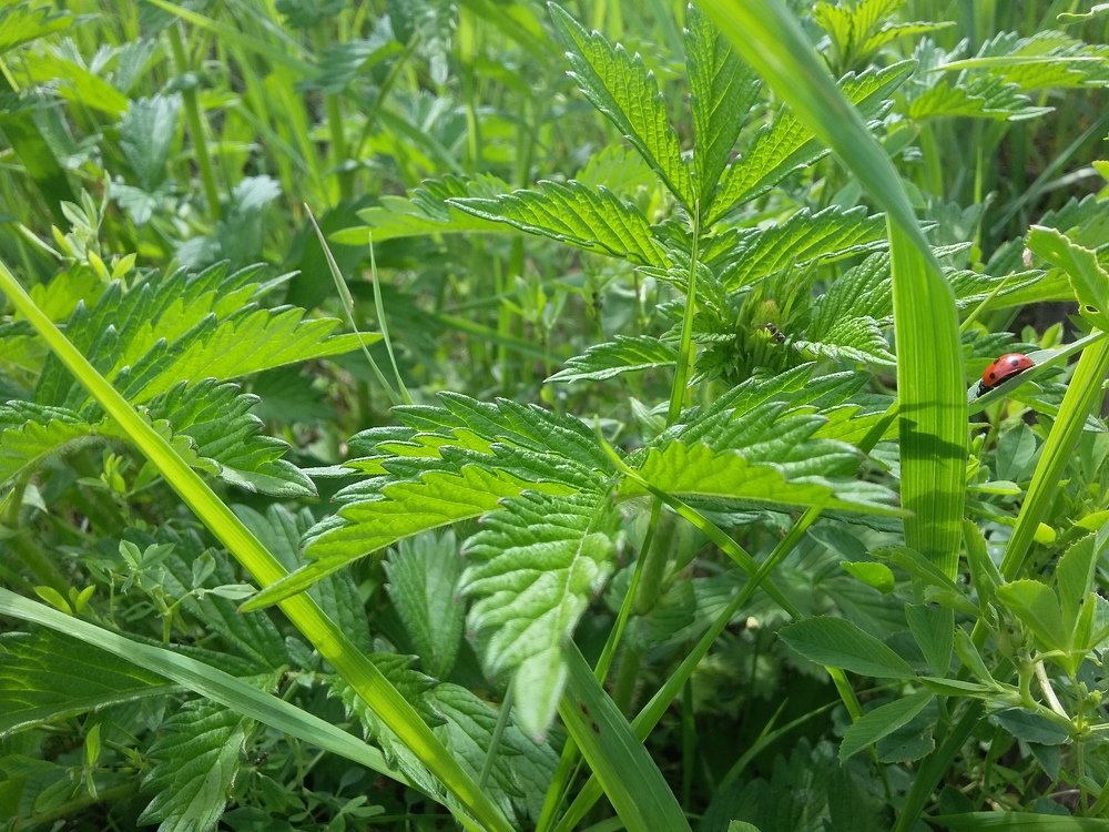 Photograph by Светлана Хоботова