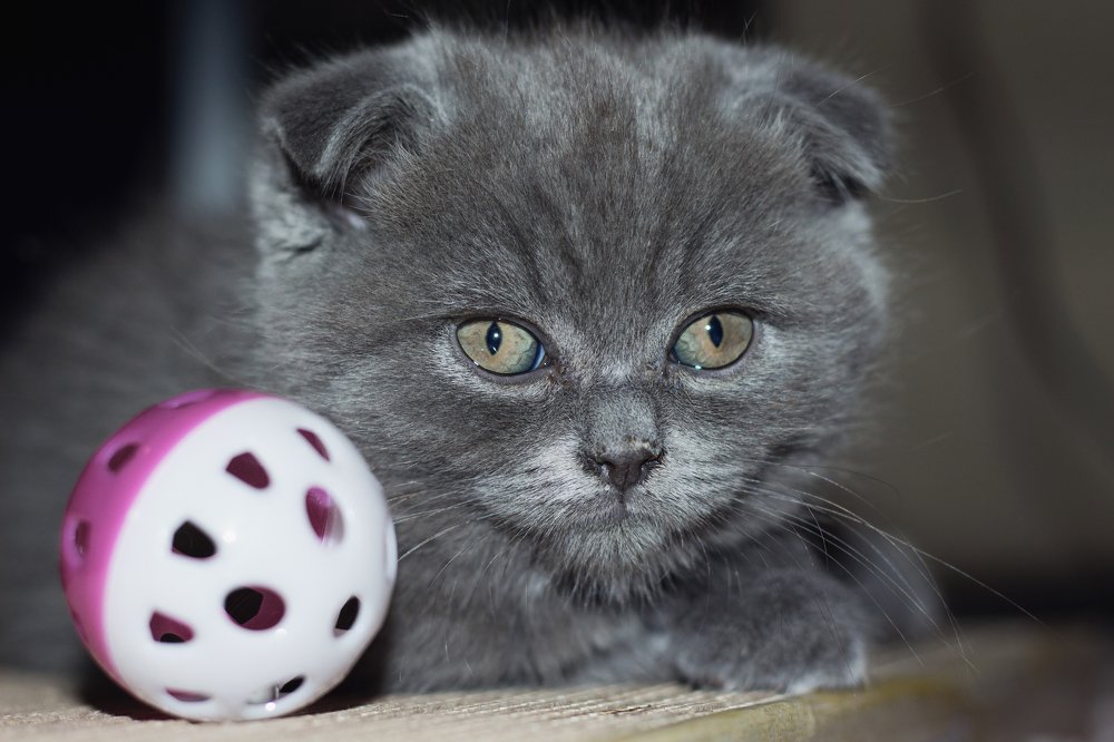 Photograph by Шканова Татьяна