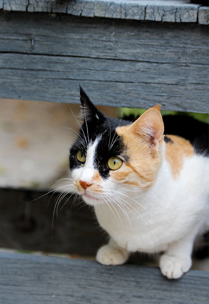 Photograph by  Pouya Daryaie Salameh