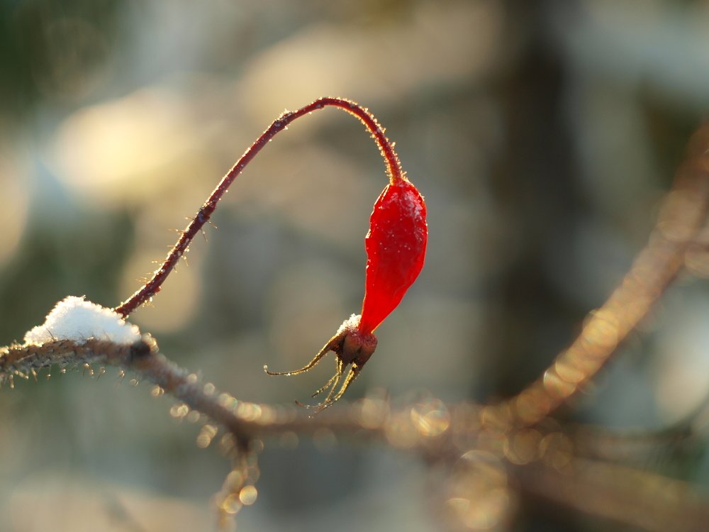 Маленькая красная рыбка / a little red fish