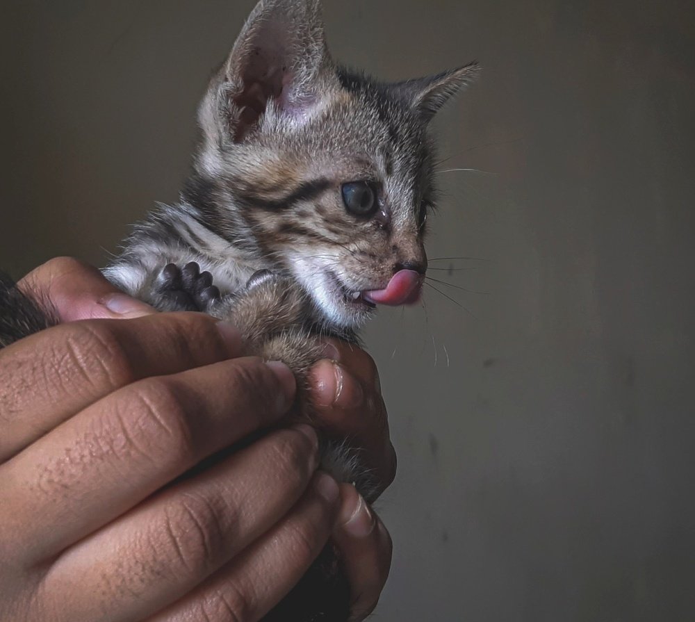 Photograph by DIGEN MORE