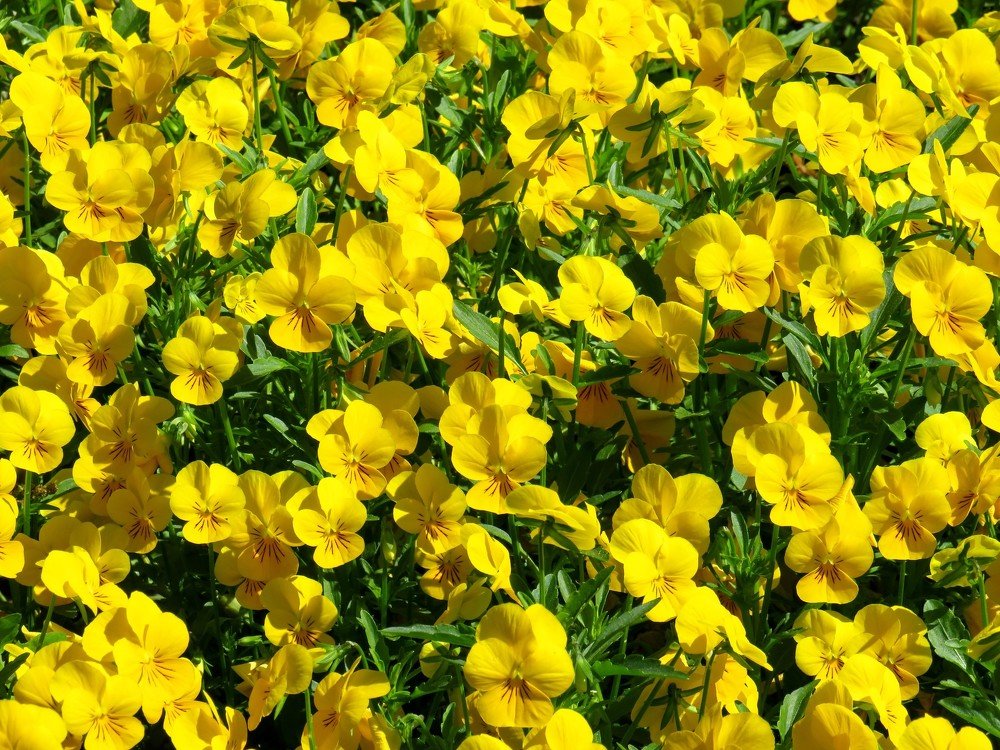 Photograph by ТАТЬЯНА КОНРАДИ