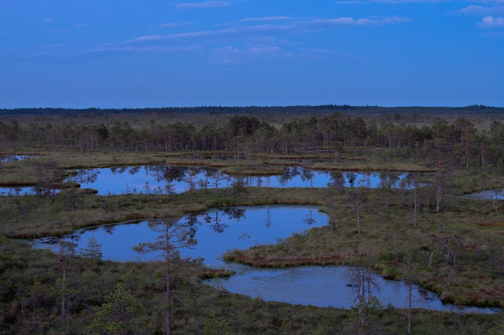 Blue hour in the bog