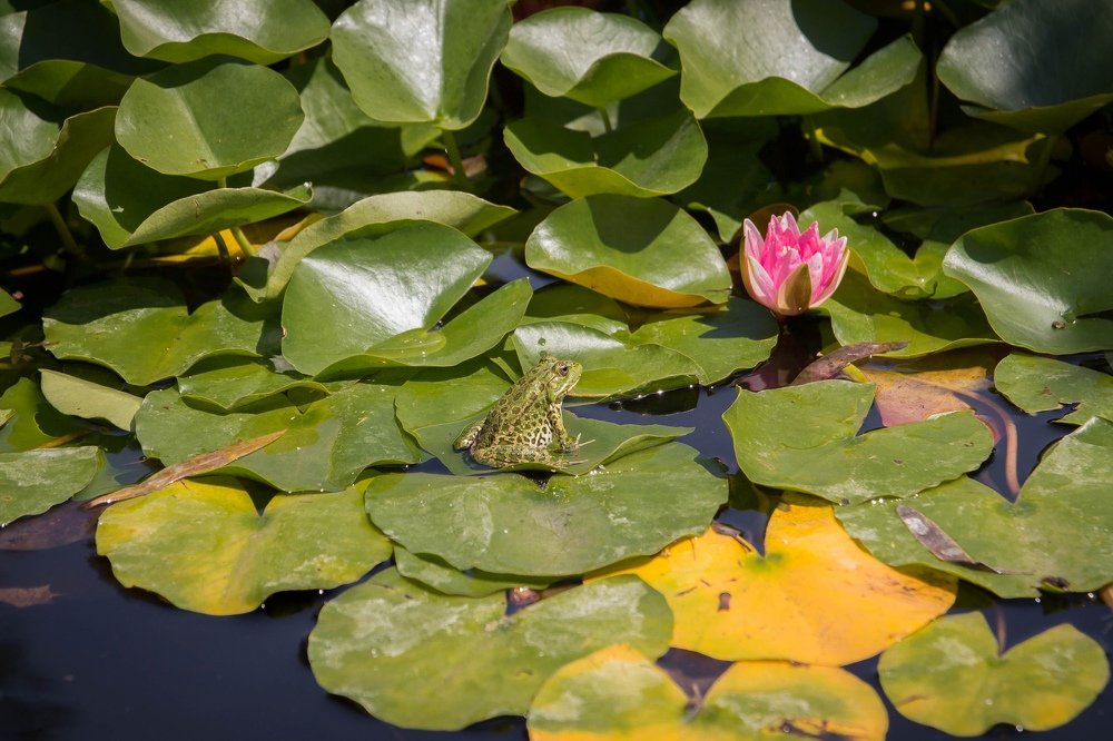 красота в глазах смотрящего