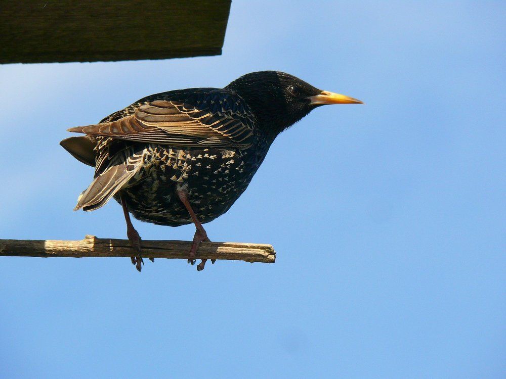 Фотография автора Анатолий Борисов