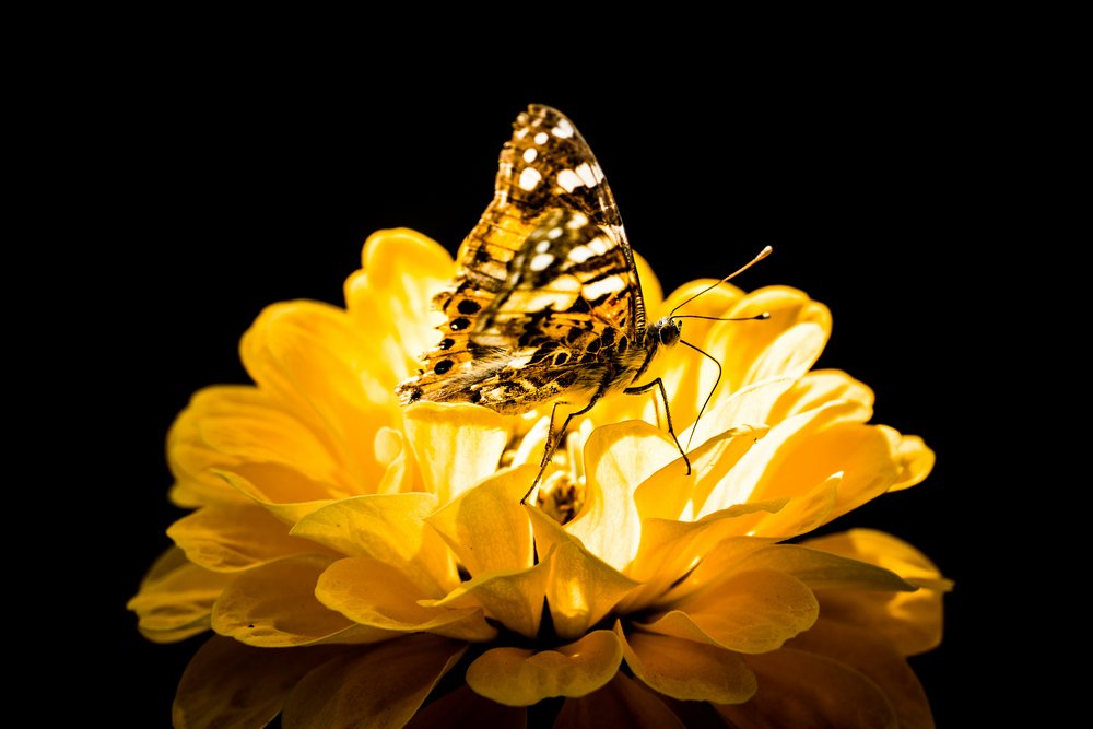 Фотография автора Cornelia Ghergut