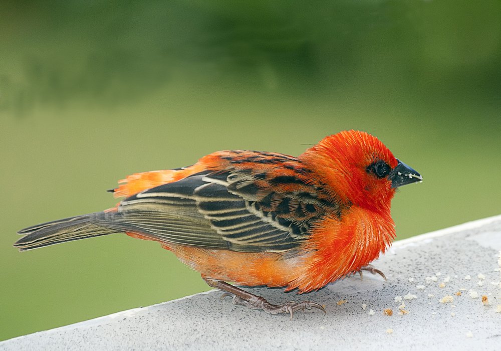 А вот и не воробей!