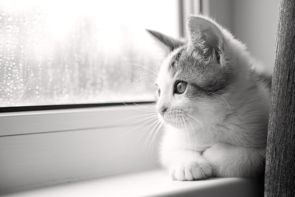 Фотография автора Мария Хамаганова