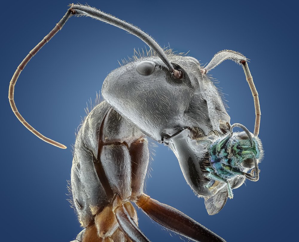 Ant with Prey (cuckoowasp)
