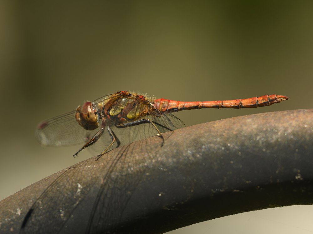 Dragonfly