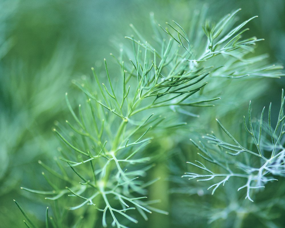 Photograph by Ольга Никулина