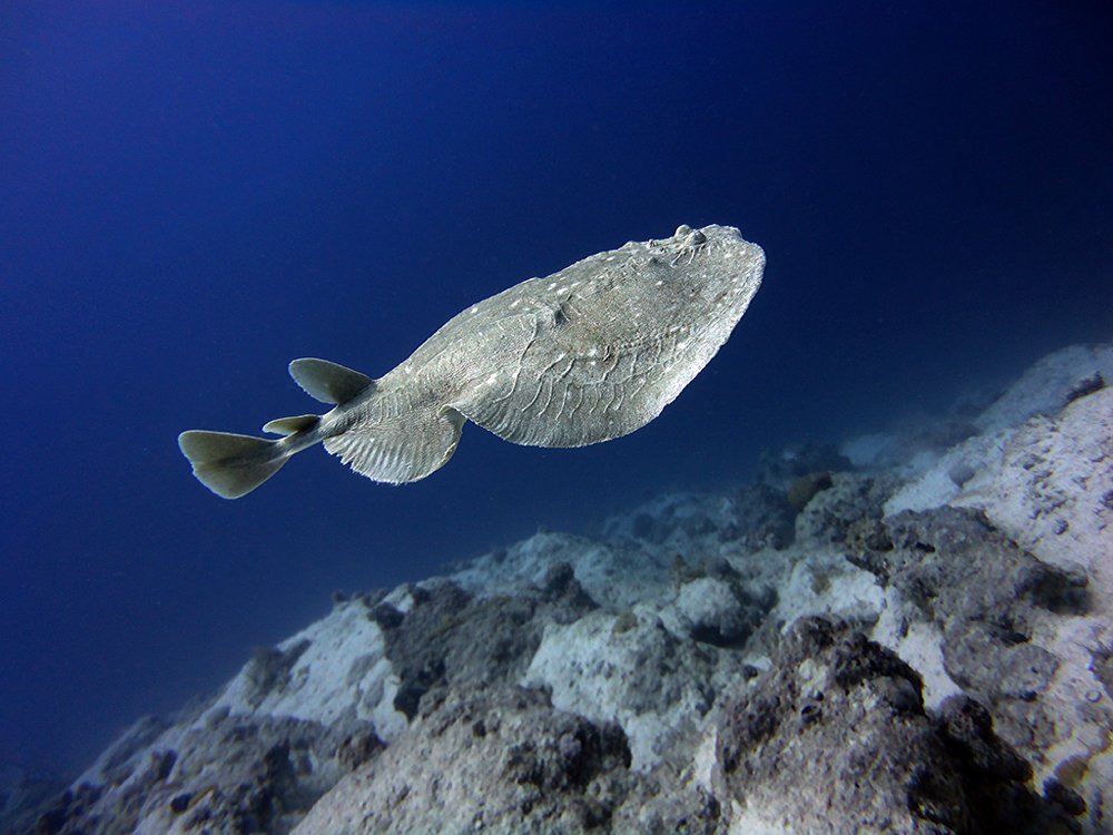Звездолет на орбите...