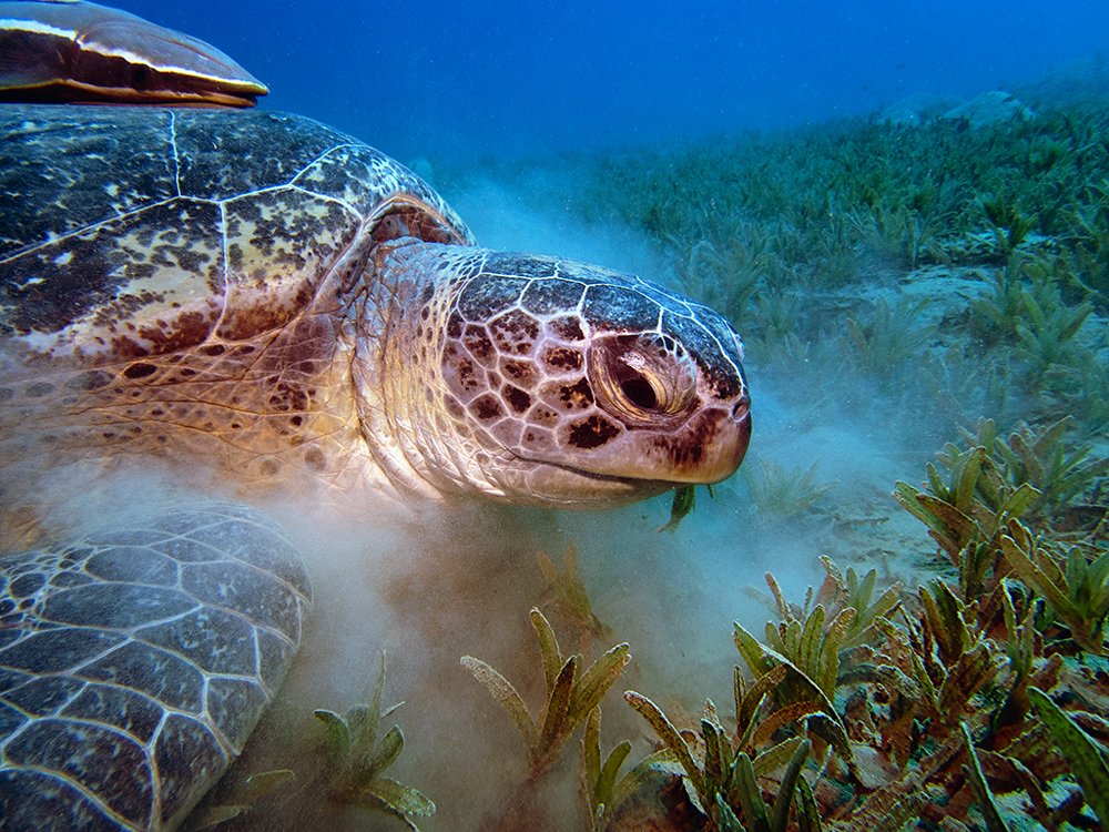 Зеленая черепаха на выпасе