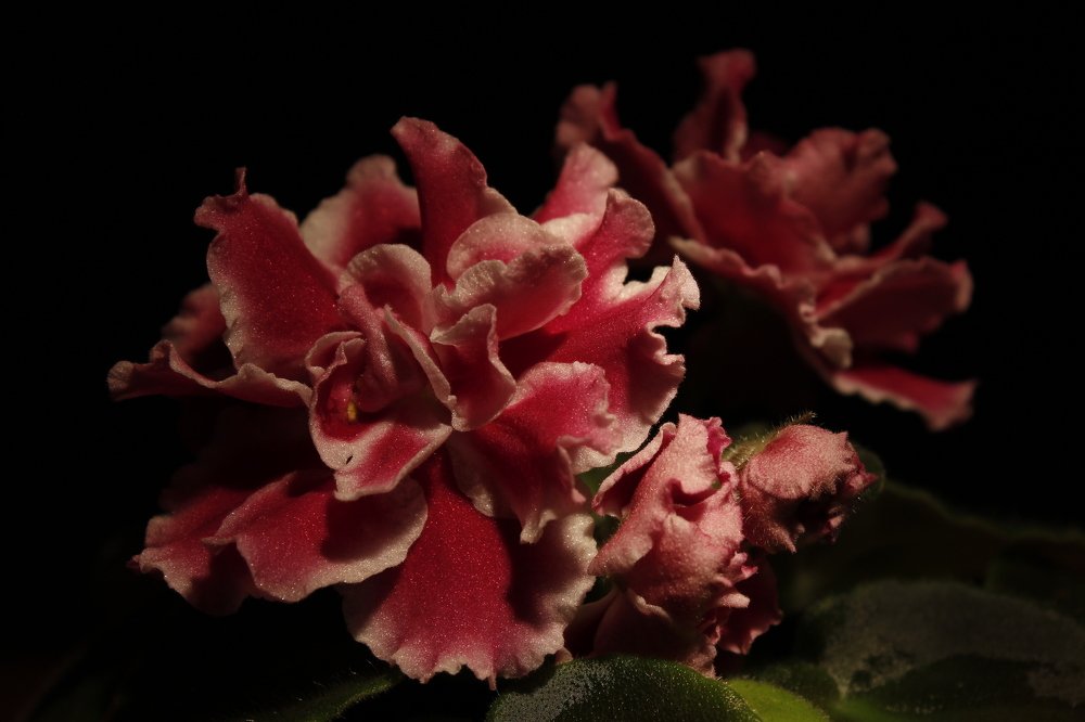 Photograph by Александр Афанасьев