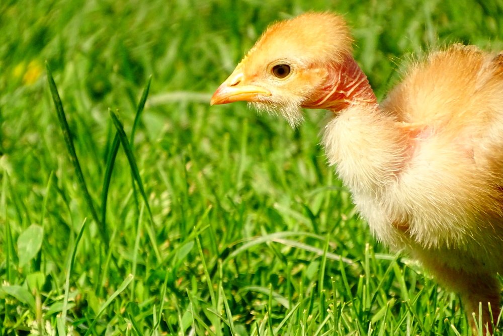 Фотография автора Remus Lucescu