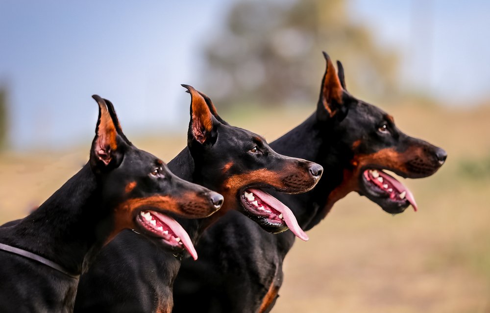 *Love dobermans*