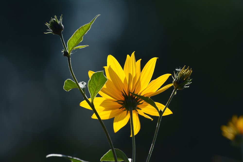 Фотография автора Олег Набровенков