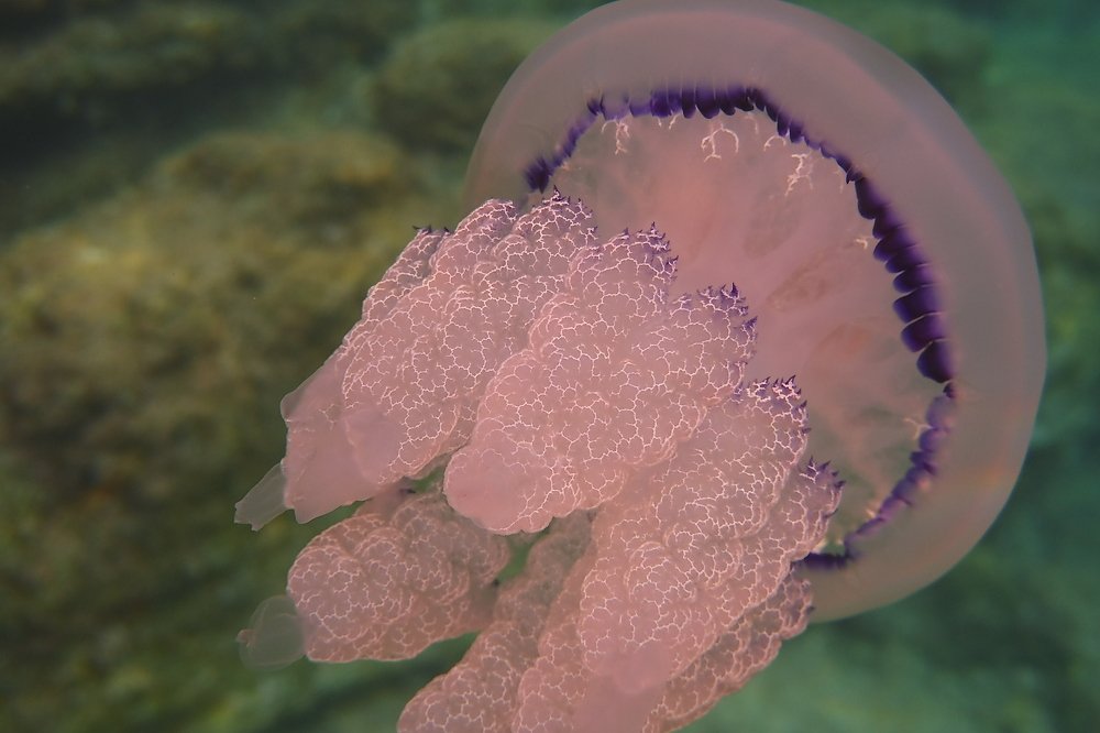 Фотография автора Ines Miljan Popovic