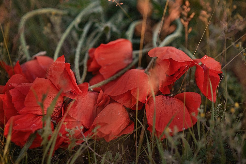 Photograph by Светлана Викторова