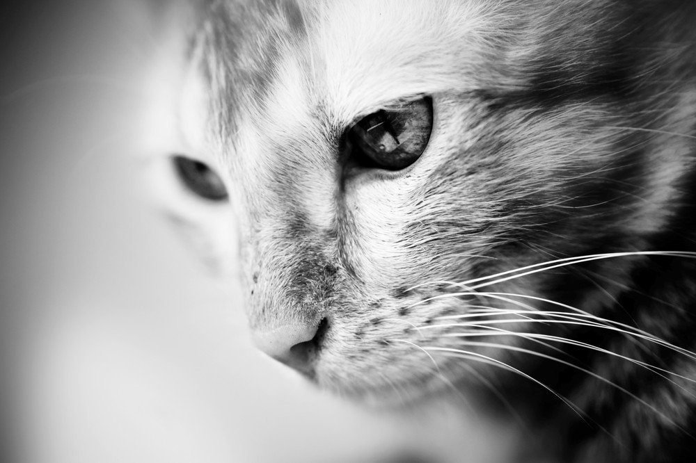 Photograph by SYED RAJEEB 