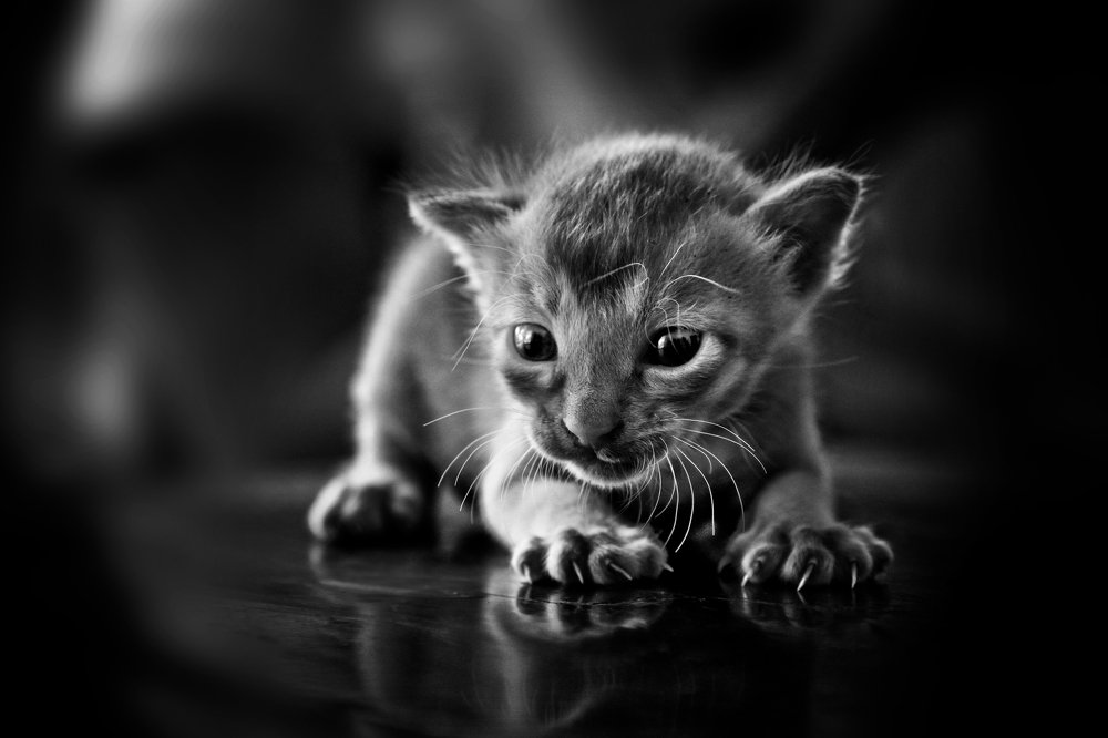 Photograph by SYED RAJEEB 