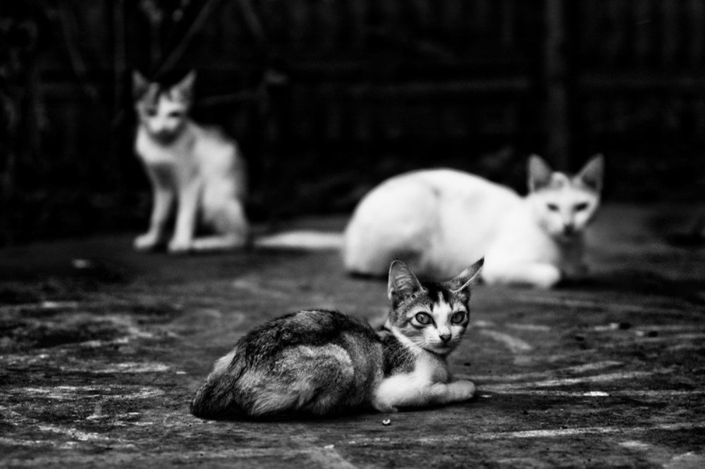 Photograph by SYED RAJEEB 