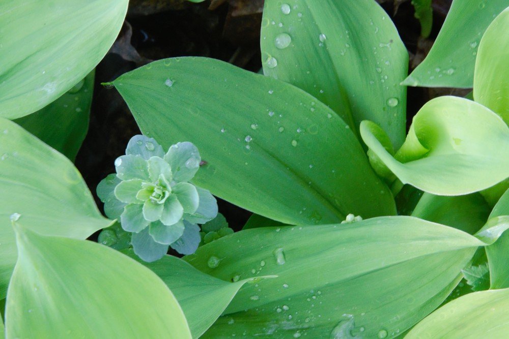 Photograph by Елена Копейкина